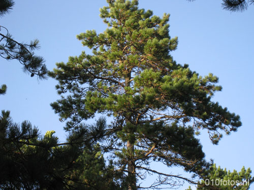 vlieland_05