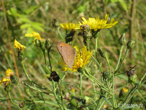 vlieland_08