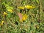 vlieland_08
